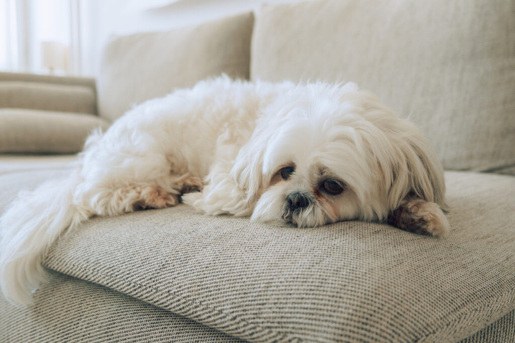 White shih tzu resting at living room couch during day .
