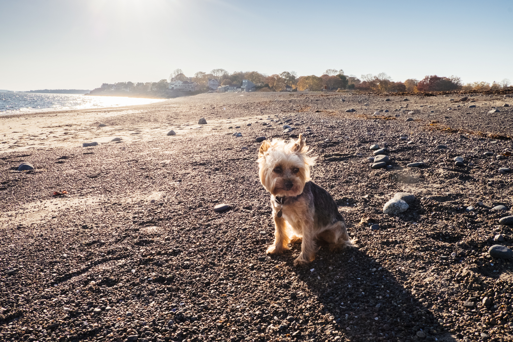 What Dog Owners Need to Know About CTT Stones