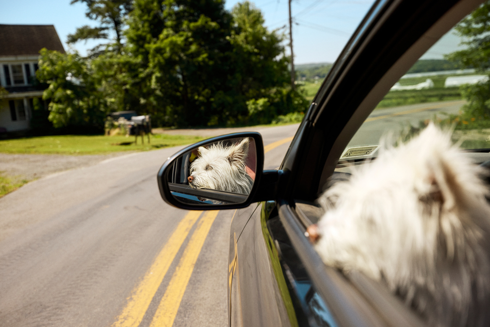A white dog sticks their head out the window of a car driving on a road on a sunny day.