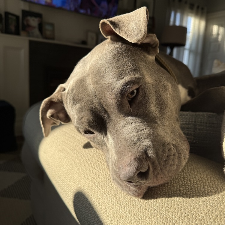 Big grey dog suns his head in a sunbeam.