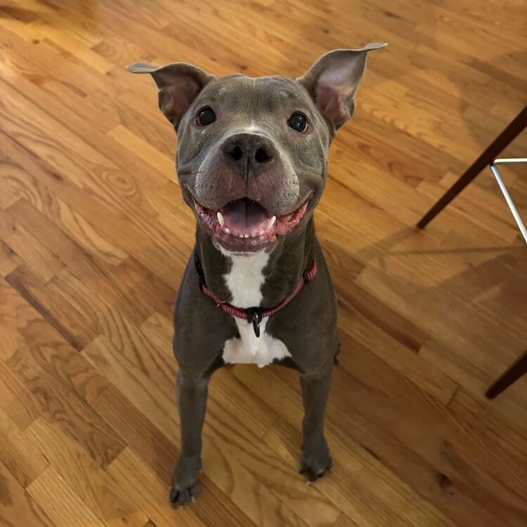 Big grey and white dog smiles at the camera while sitting on a wood floor.