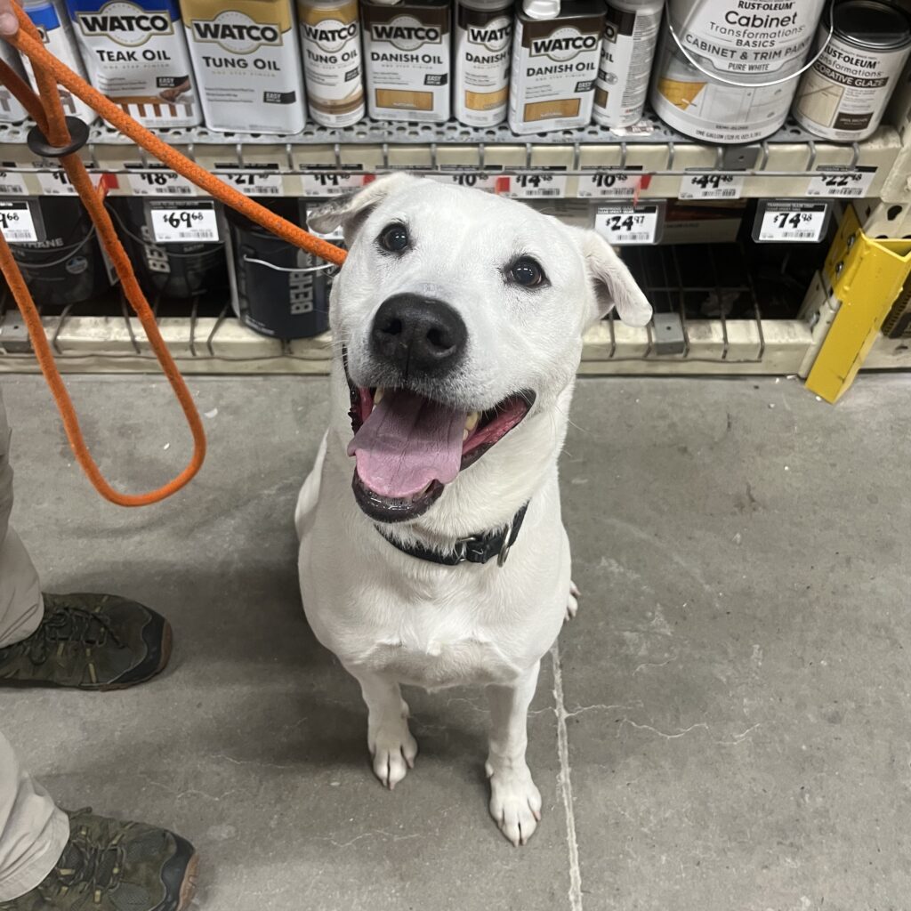 White dog sits and smiles at the camera.