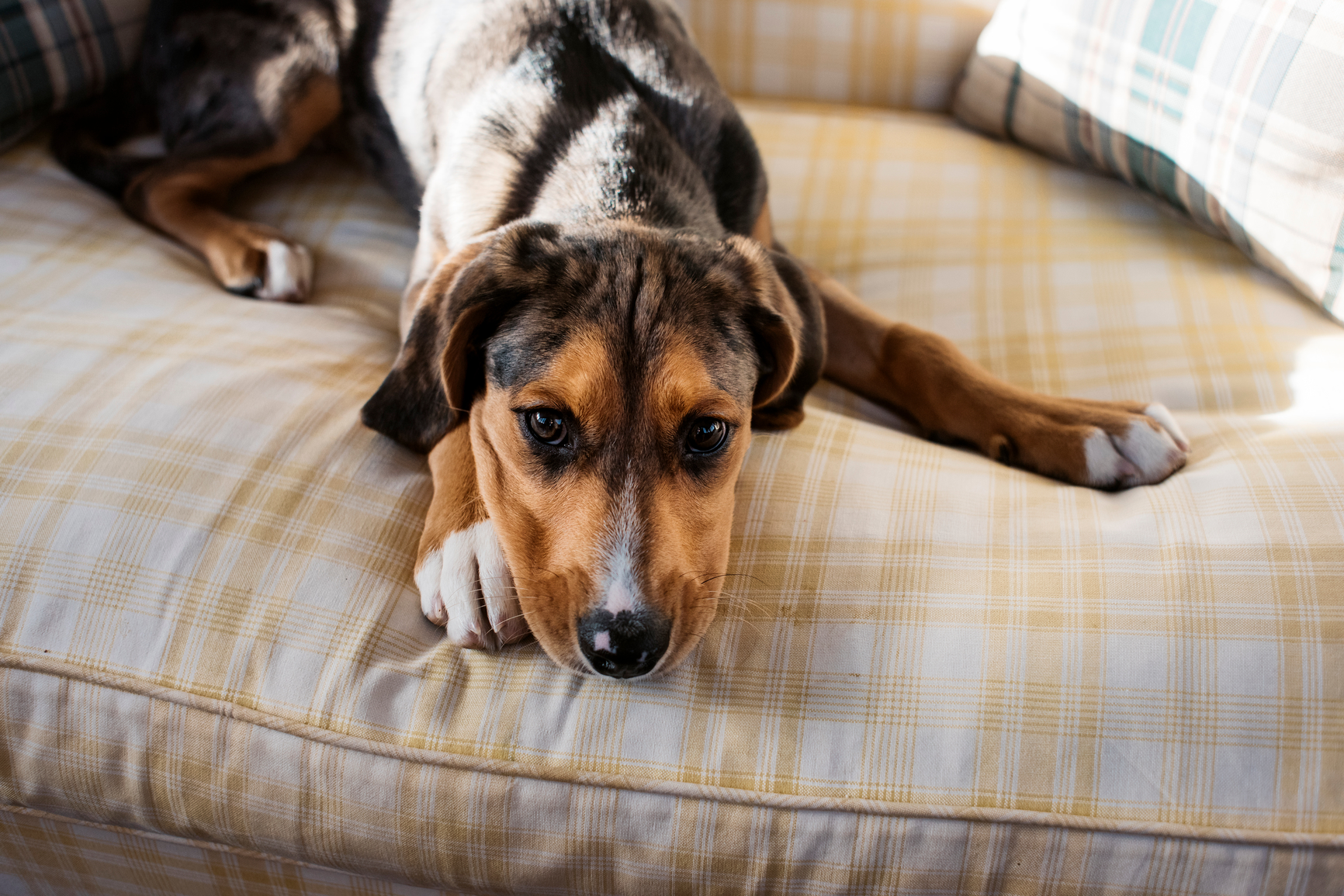 Heavy Metals in Dog Food: What You Need to Know