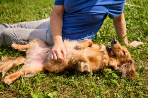 Dogs Release This “Love Hormone” Around Their Favorite People