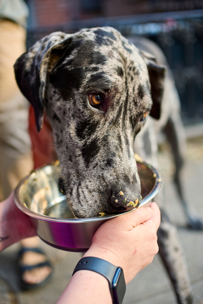 A black and grey dog eats fresh food out of a metal bowl that a person is holding.