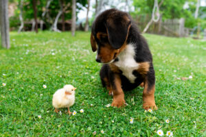 Why Are Dogs So Good at Making Friends? It’s Scientific. 