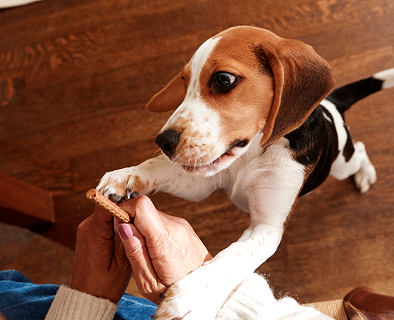 Is There Such a Thing as a Dog Who Isn’t Food-Motivated?