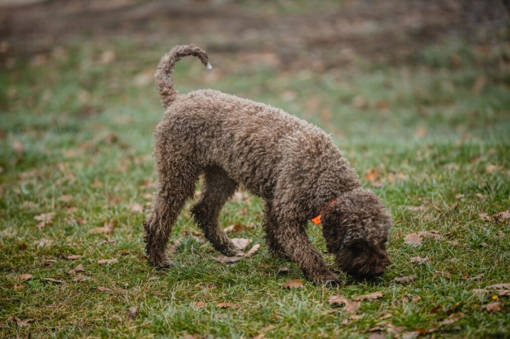 The Lagotto Romagnolo dog hunting/looking for truffles in nature and forest.