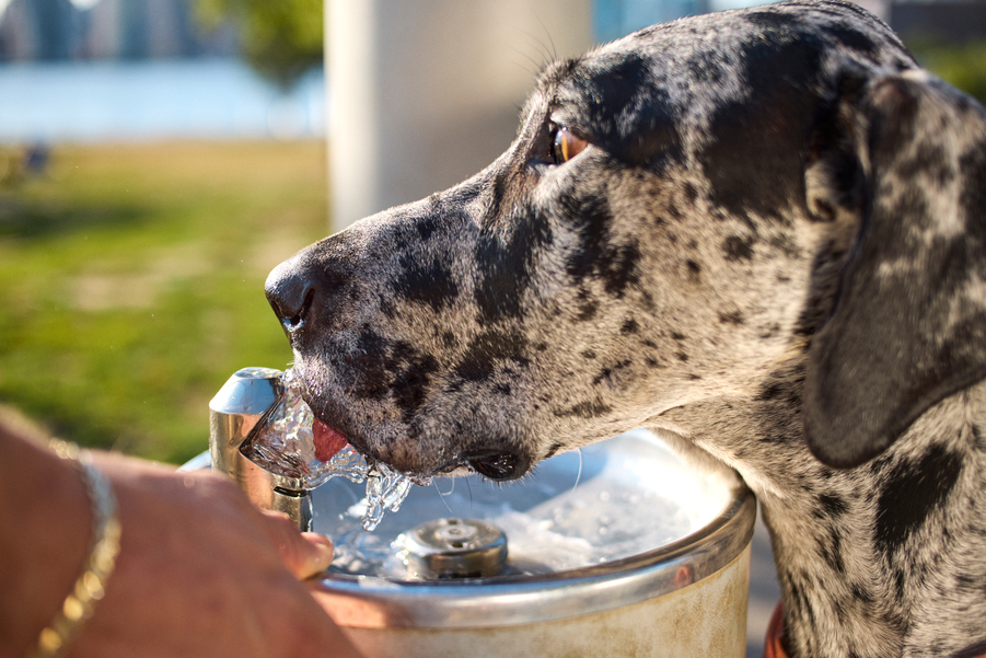Should Your Dog Drink Filtered Water?