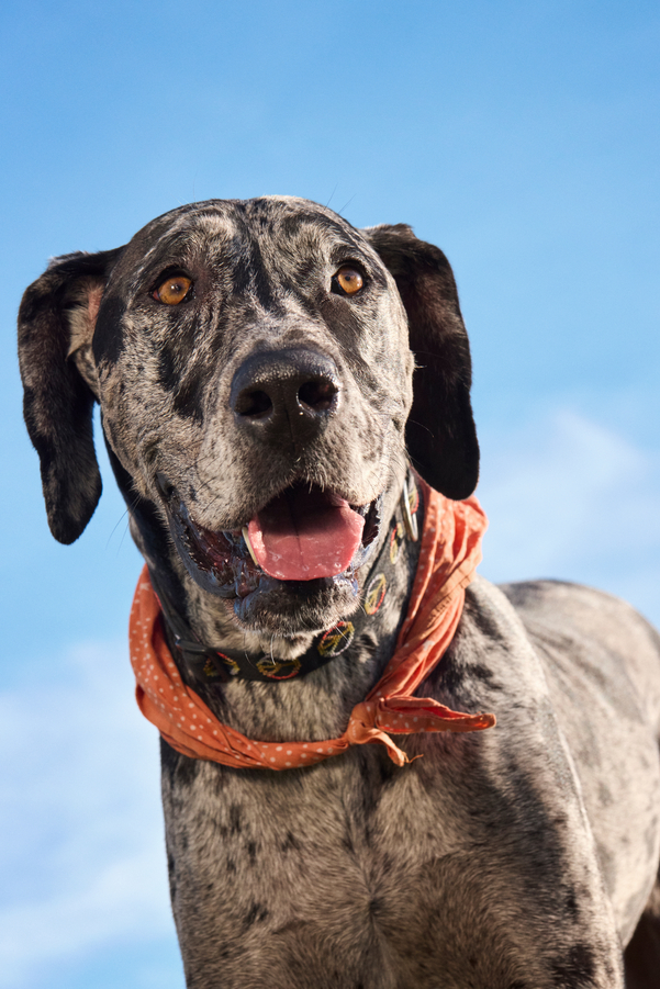 A grey dog wearing an orange bandana against a blue sky.