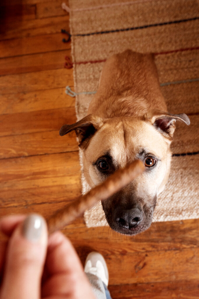 A light brown dog sits while looking at a treat that's above his head.