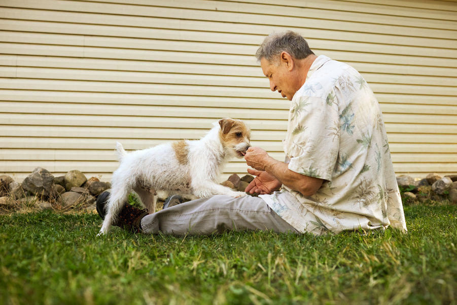Do Dogs Love Us Because of Food?