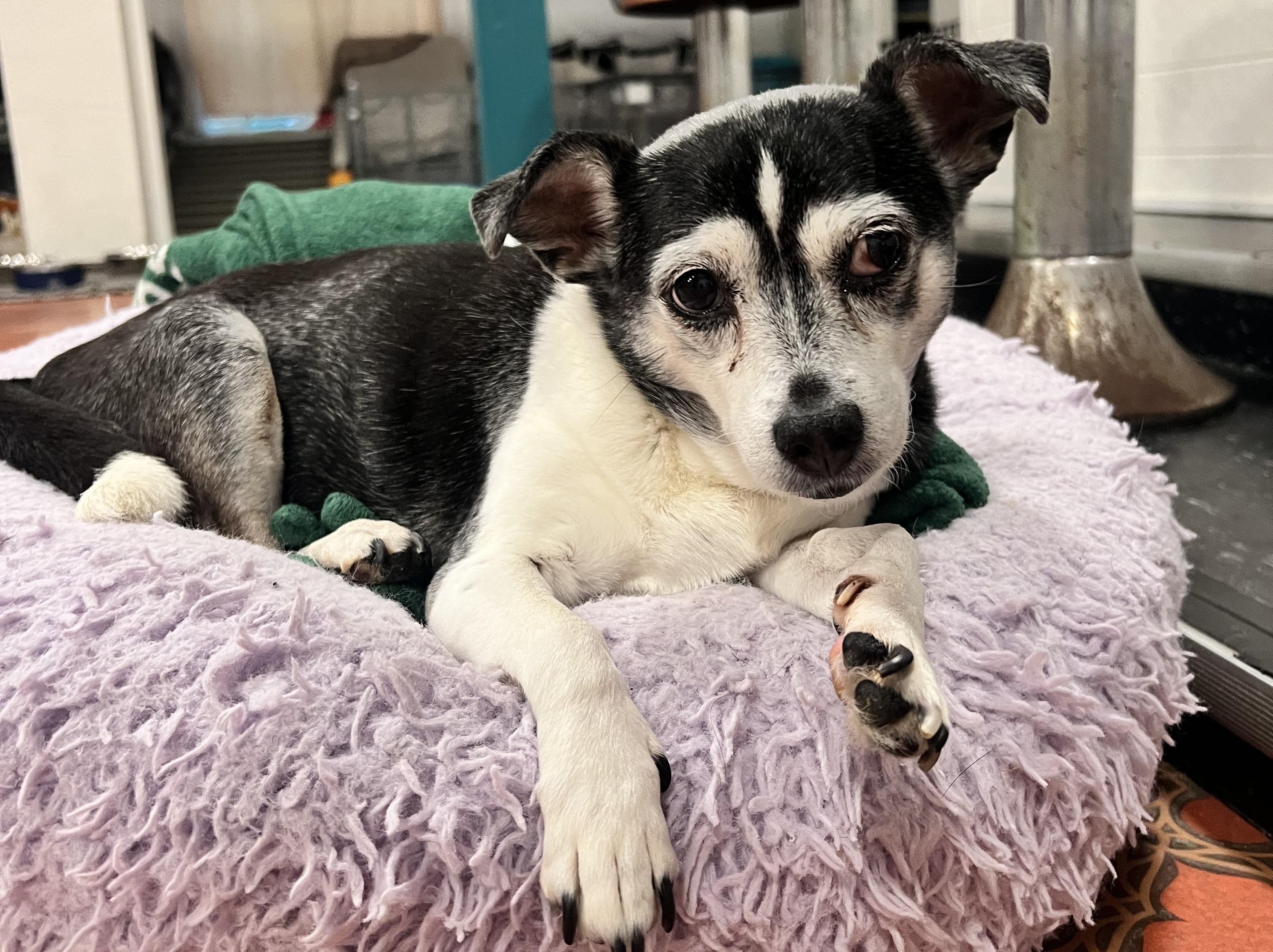 Adopt One of These Dogs By March 15, and Start Them on Fresh Food for Free