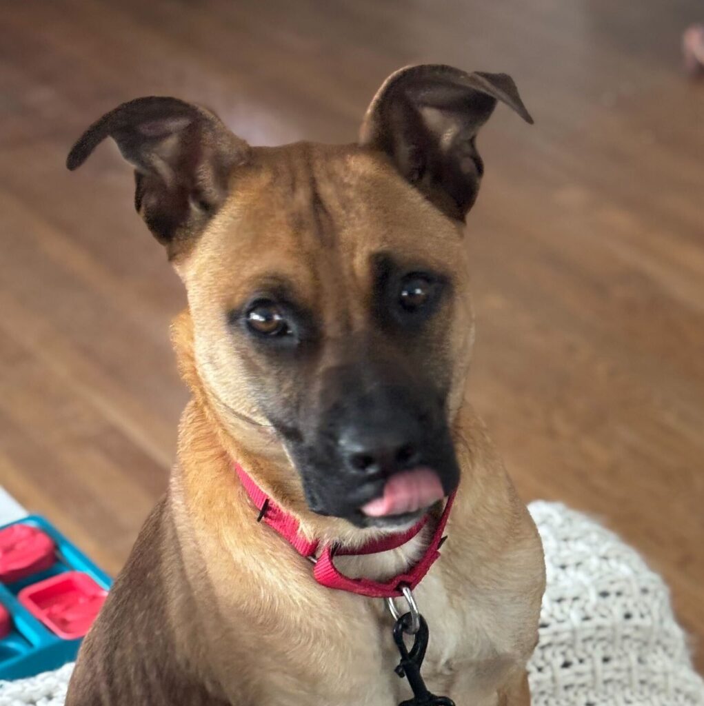 Brown dog with black muzzle and ears licks lips while looking at the camera. 