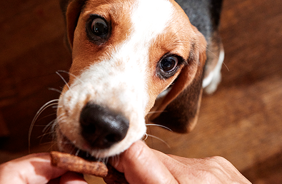 What Is the “10% Rule” for Dog Treats, and Why Is it Important?