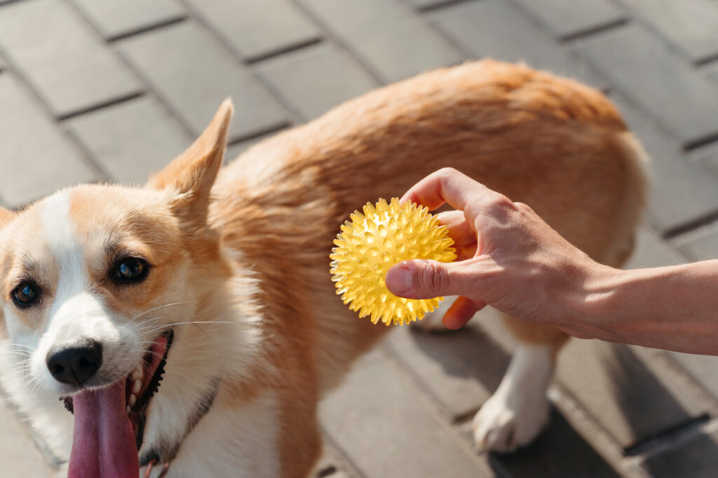 A cheerful corgi eagerly anticipates playtime as its owner prepares to toss a vibrant yellow toy on a sunny day, creating an atmosphere of fun and companionship.