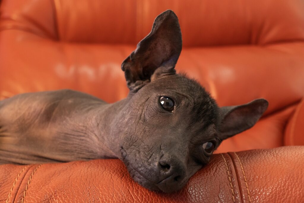 Do Dogs Need a Skin-Care Routine?