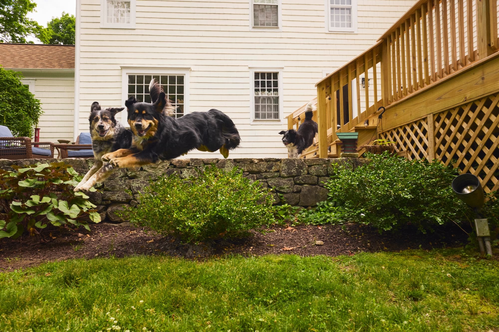 Go Big: The Best Sports for Large- and Giant-Breed Dogs
