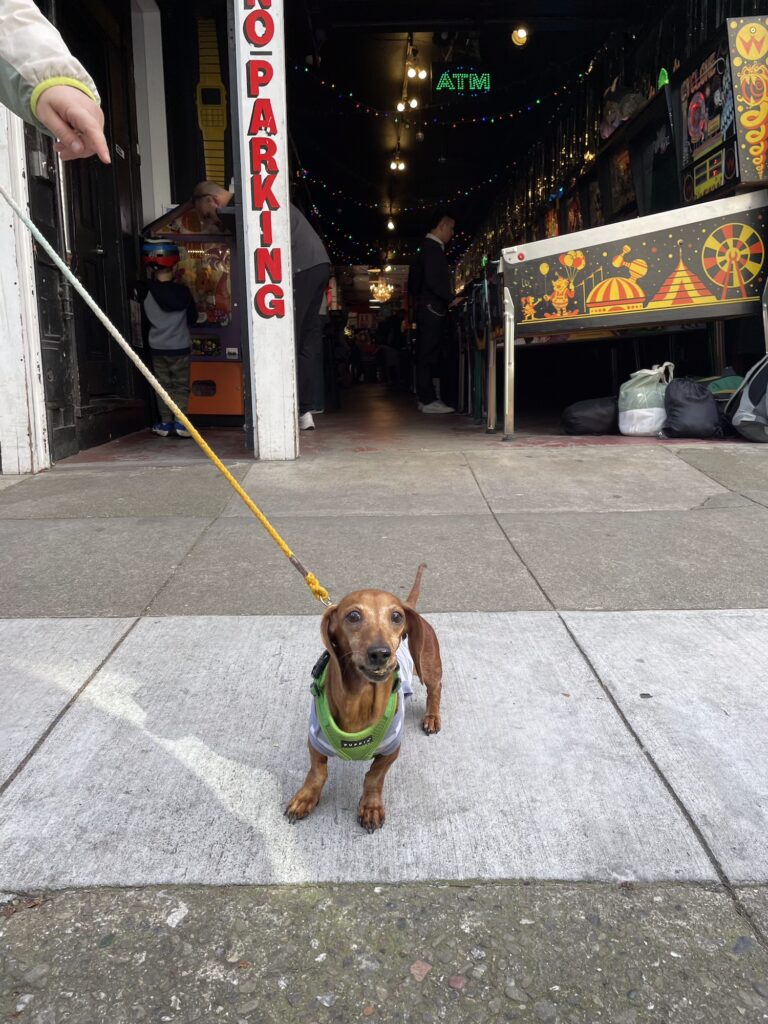 A dachshund outside of Free Gold Watch, an arcade in San Francisco, California.