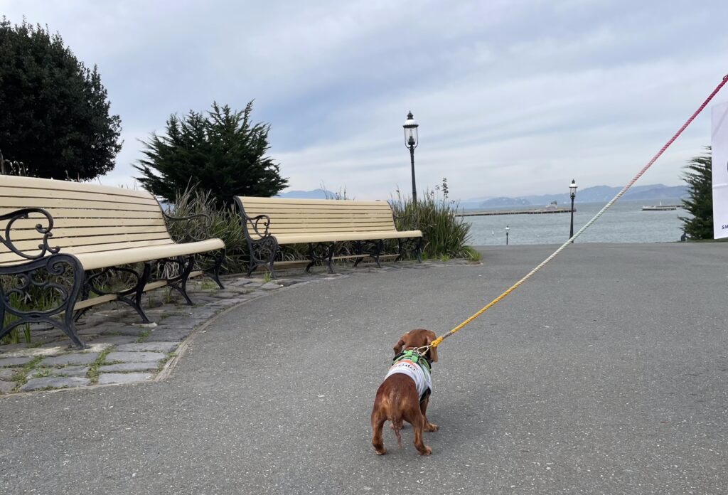 A dachshund looking out toward the water in San Francisco.
