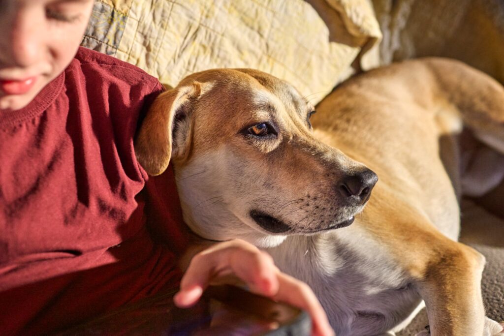 Why It’s Dangerous To Let Kids Ride Dogs—Even Big Dogs