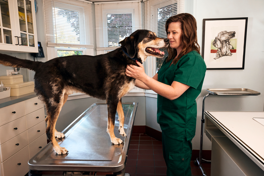 A brown dog stands on an exam table while a white woman wearing green scrubs examines them.