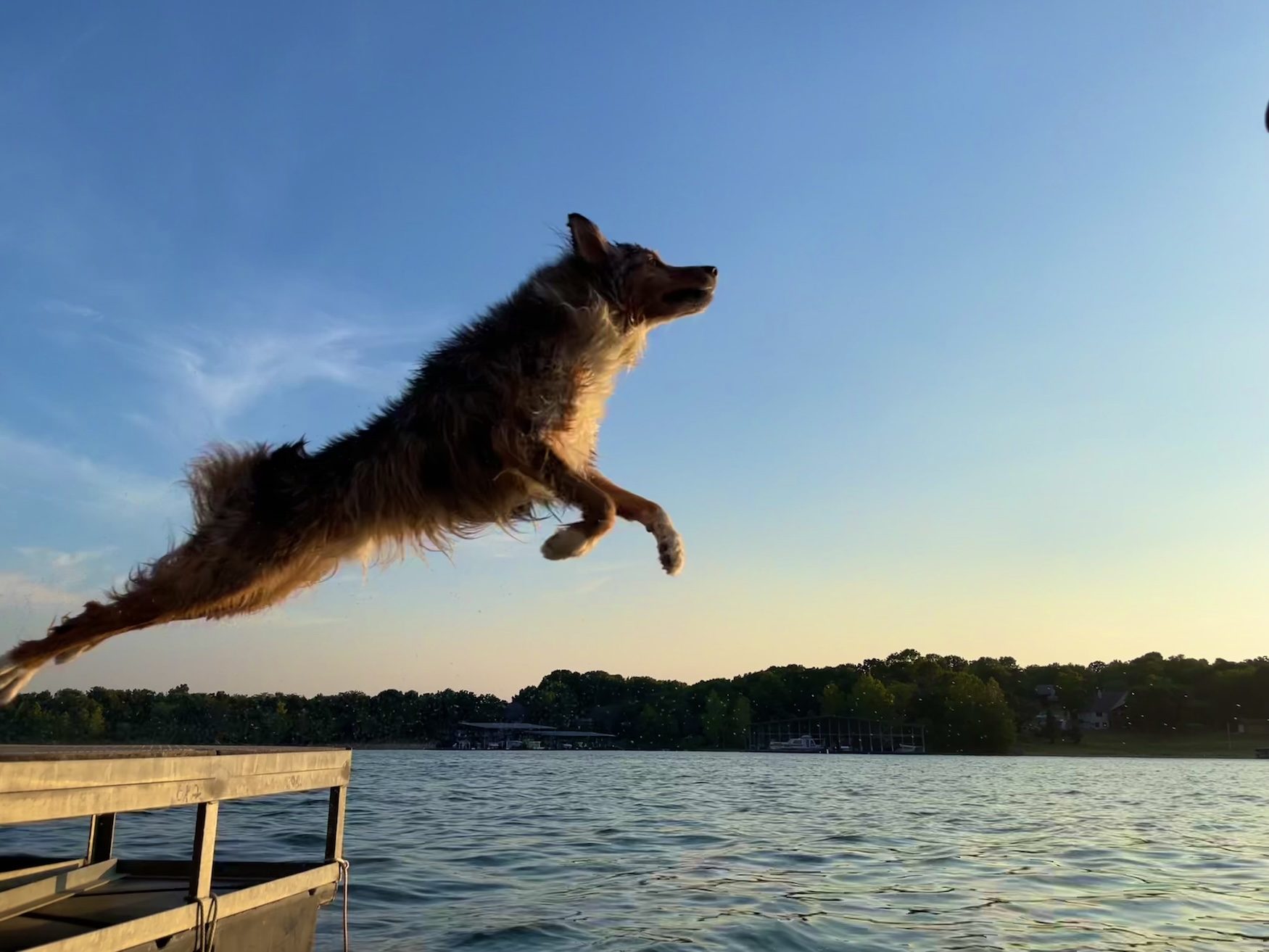 Meet Frank, the 9-and-a-Half-Year-Old Dock-Diving Star