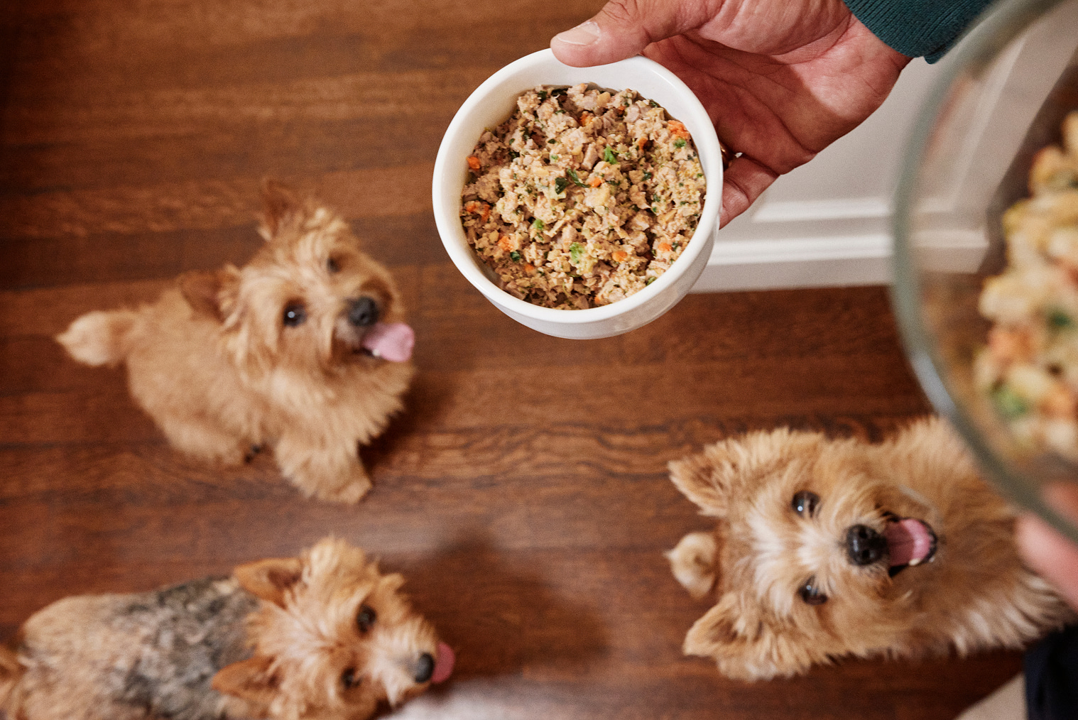 How to Handle Mealtimes in a Multi-Dog Household