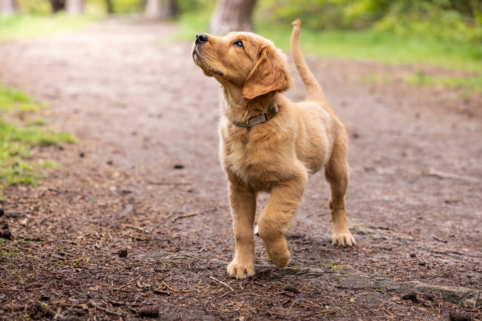 Why Is My Dog Limping?