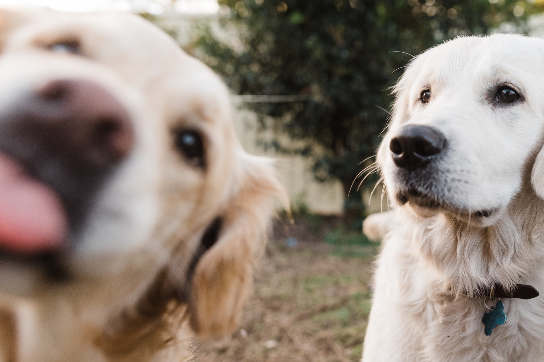 Your Golden Retriever May Be Anxious for the Same Reason You Are