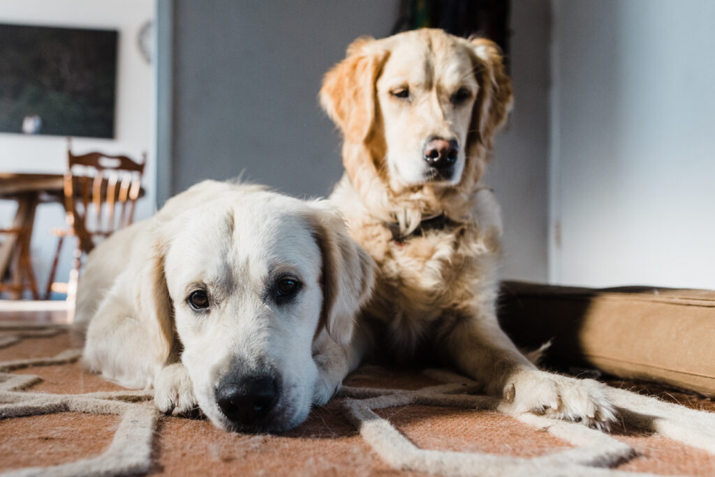 A pair of golden retrievers lay/sit on a pink and white rug in a living space