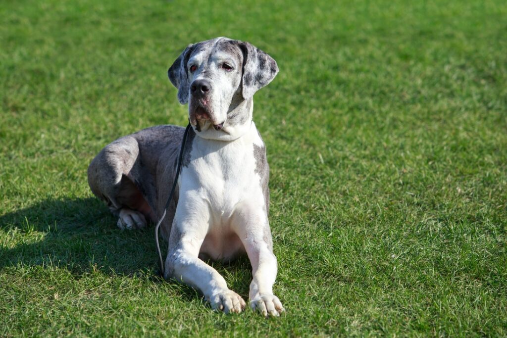 A grey senior Great Dane lies in the grass.