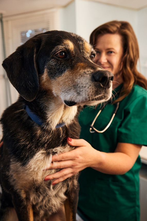 Senior black, white, and brown dog looks on while a woman in veterinary uniform feels his chest