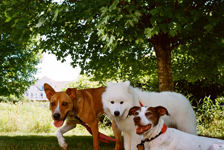 How to Combine Dog Households