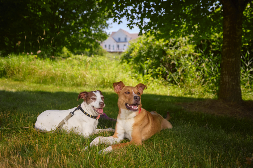 A white dog and brown dog lie in the grass together.