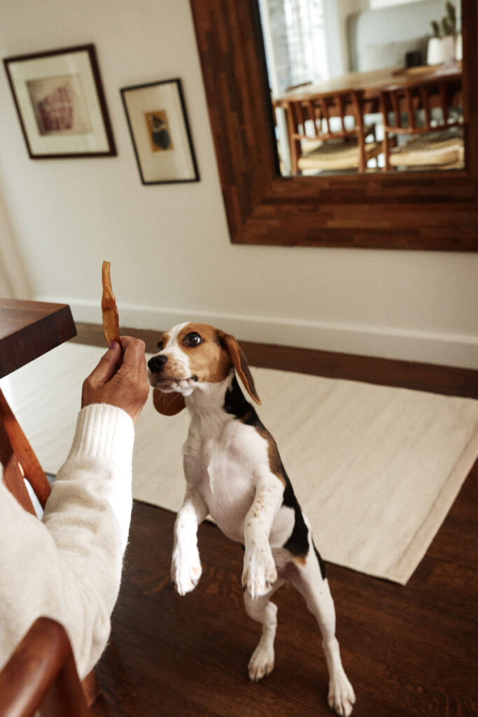 A puppy stands on their hind legs looking at a treat that a person wearing a white sweater holds.