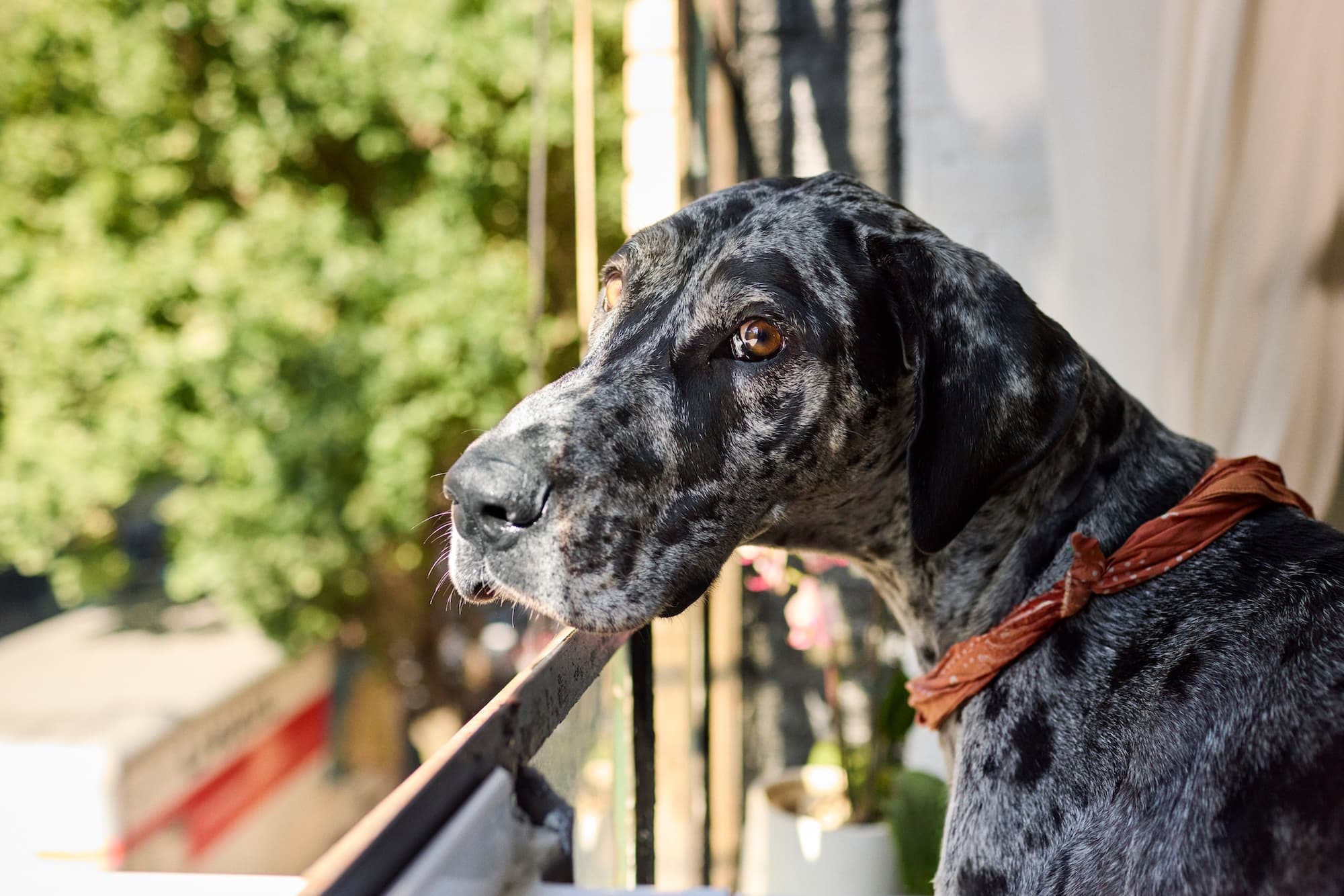 New Paper Offers Updated View on Fat’s Role in Canine Pancreatitis