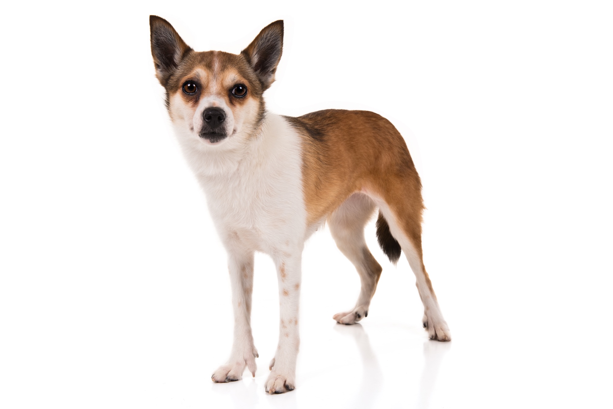 How Many of These Rare Dog Breeds Do You Know?