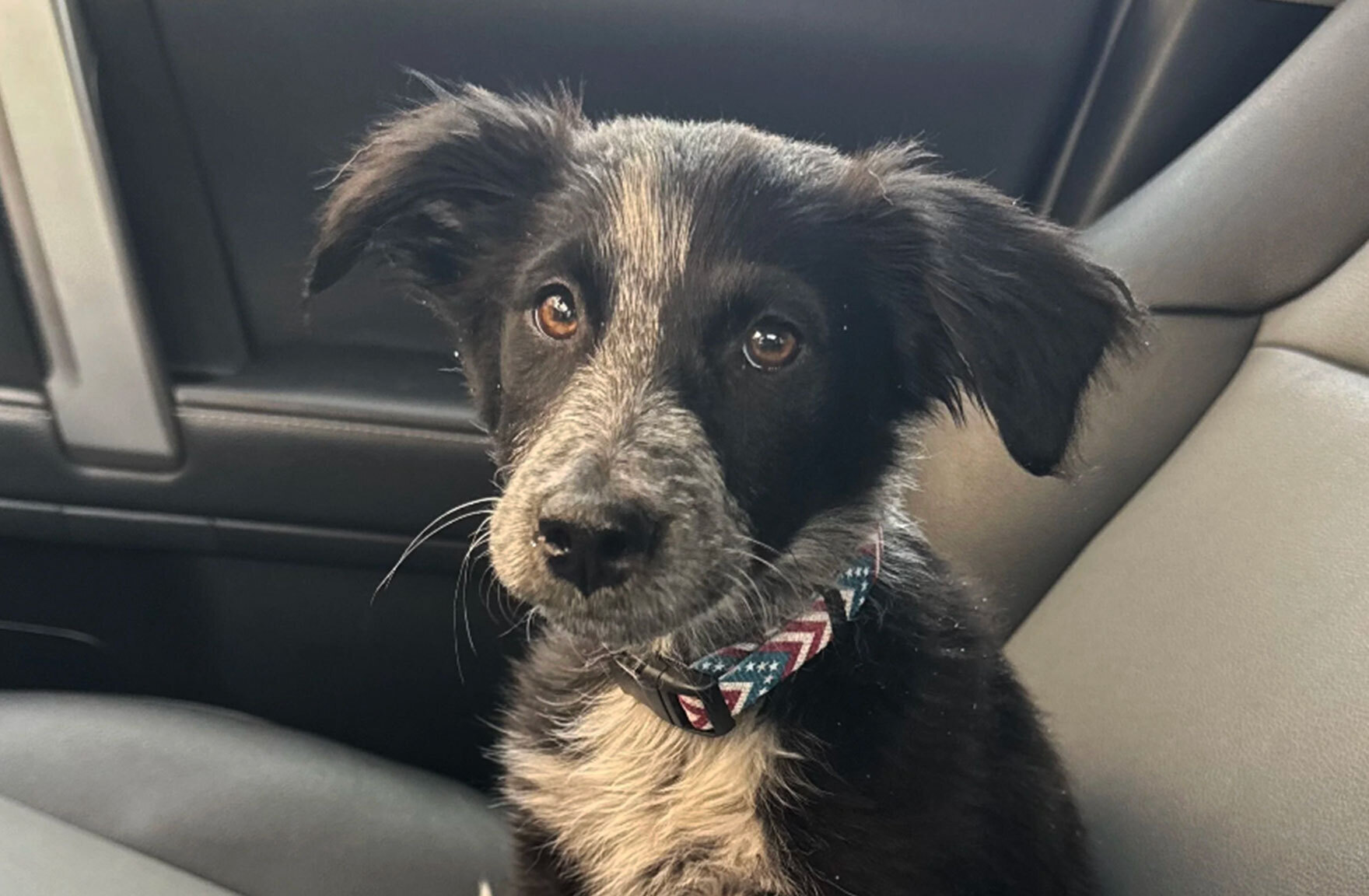 “Draft” an Adoptable Dog by May 9 and Start Them on Fresh Food for Free
