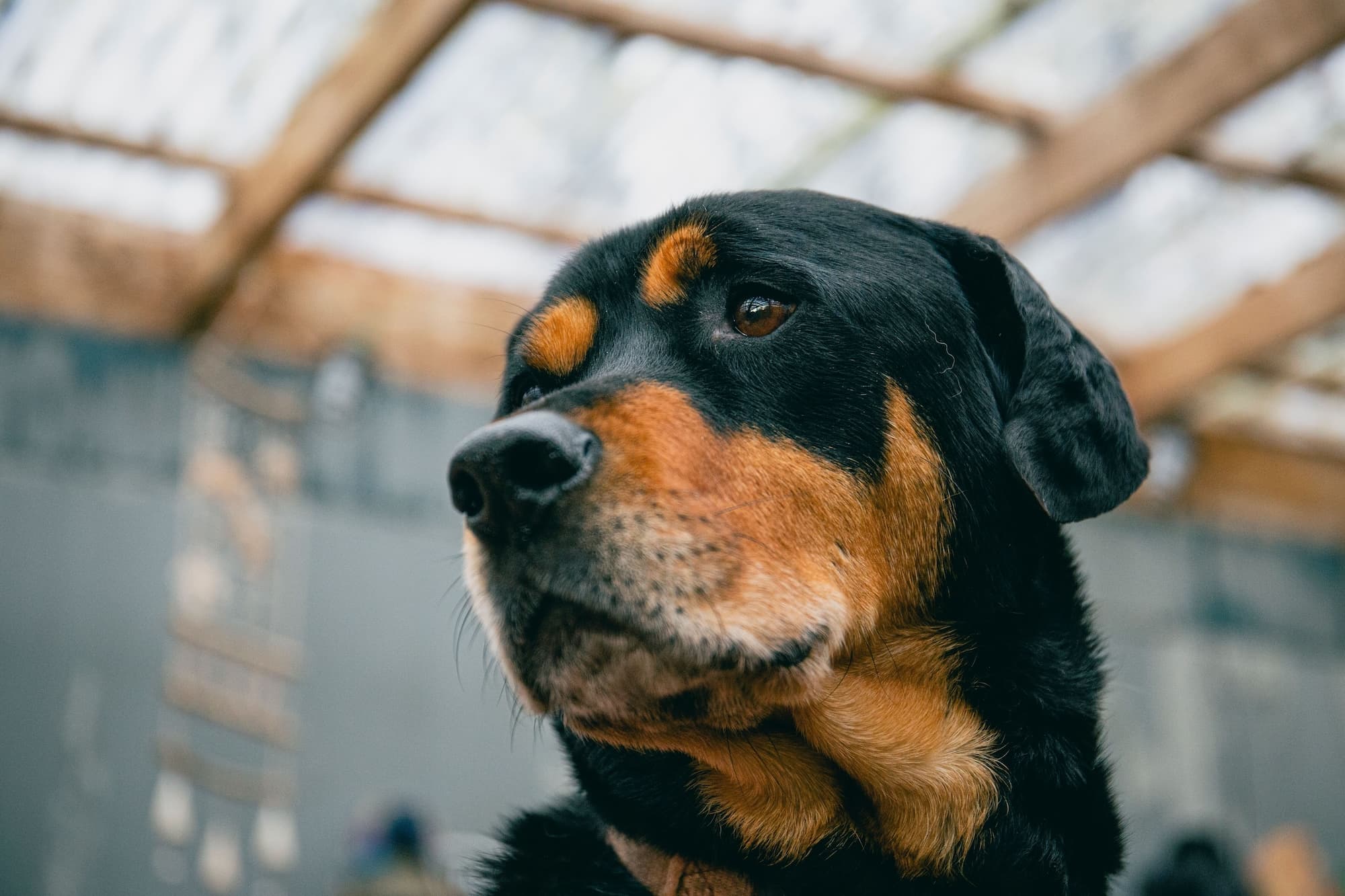 Can Dog Food Cause Pancreatitis?