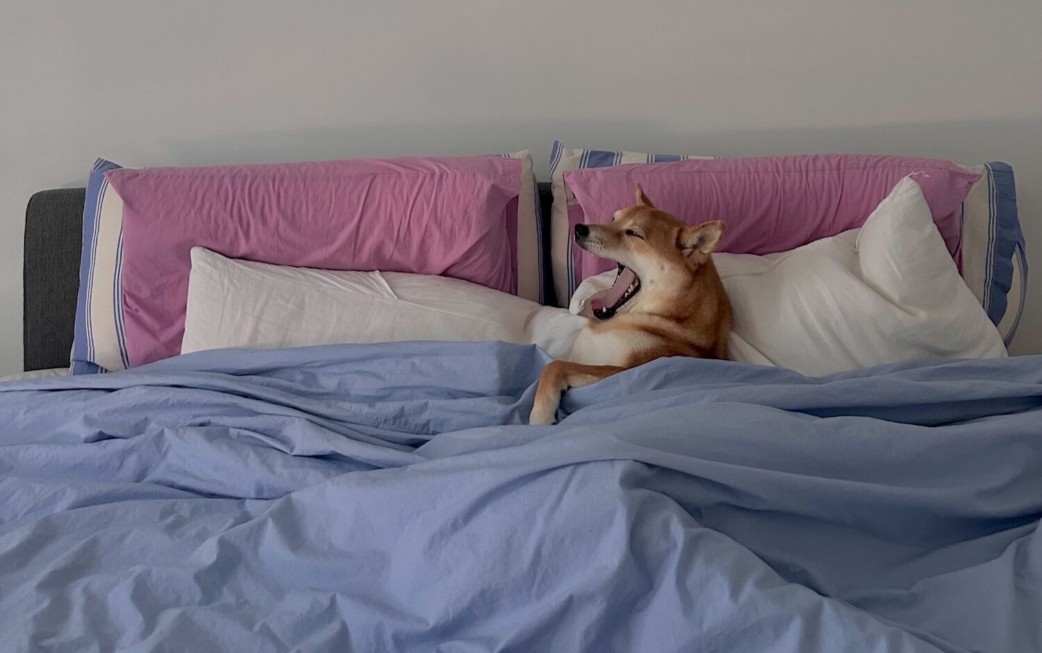 Should You Let Your Dog Sleep in Your Bed?