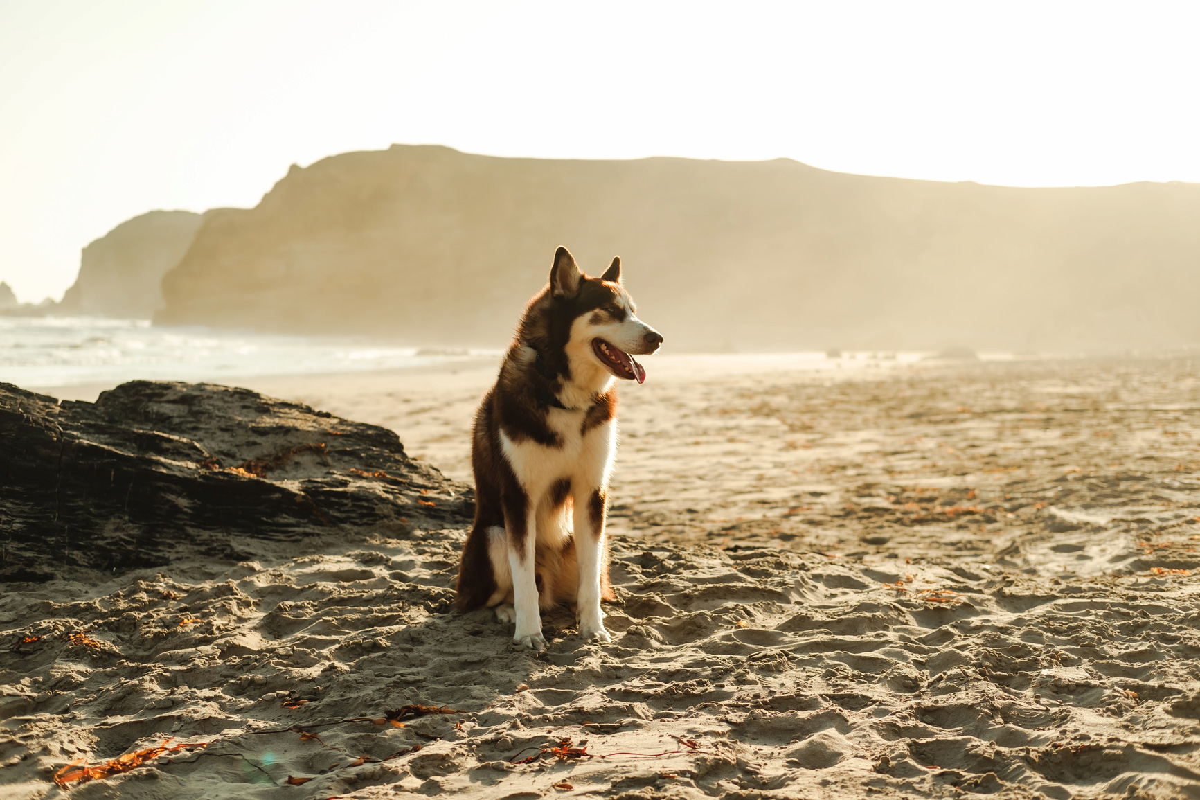 Humans and Dogs Have Been Best Friends Even Longer Than We Thought