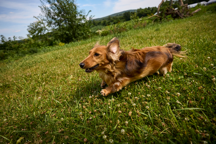 Do Hormones Determine Your Dog’s Temperament?