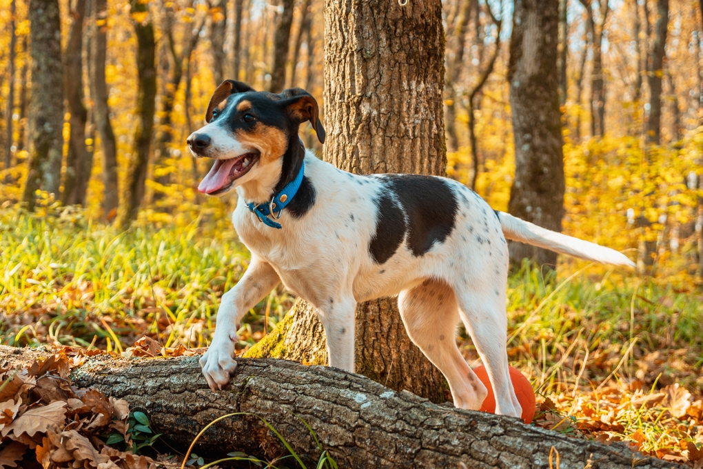 There’s a New Tick-Borne Bacterium Infecting Dogs