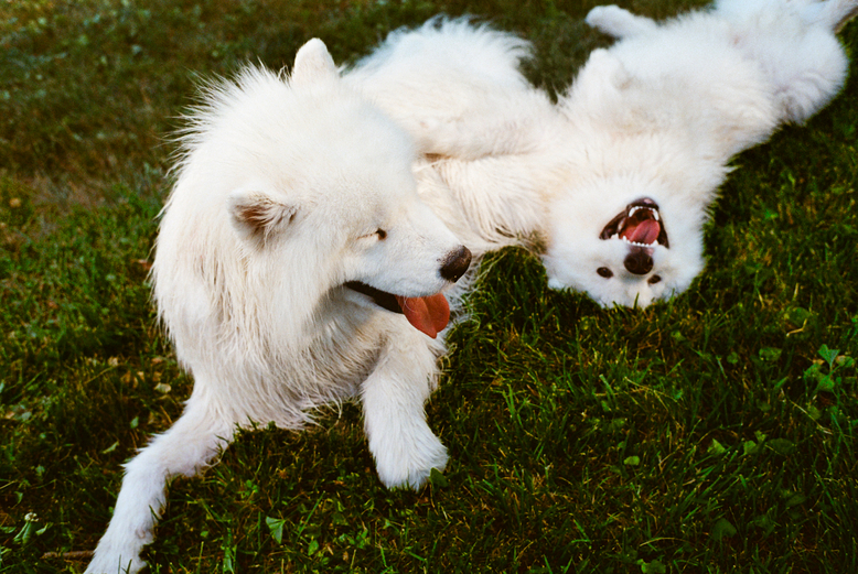 Two large white dogs lie in the grass, their tongues out.