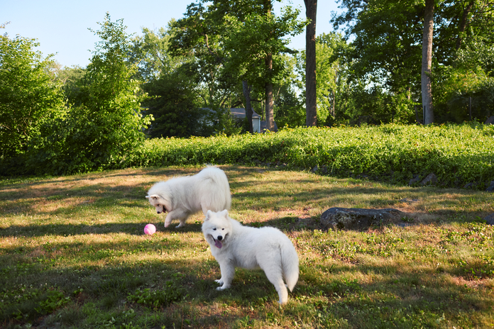 Two white dogs stand in the grass, one playing with an oversized pink tennis ball.