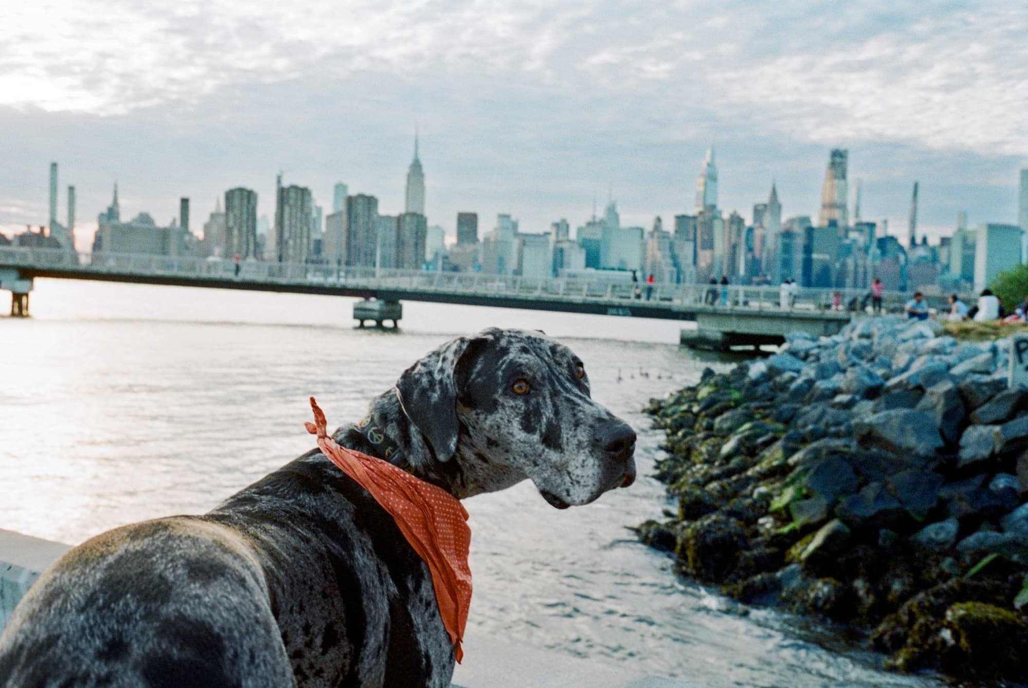 How Do Dogs See the World? Ask Alexandra Horowitz.