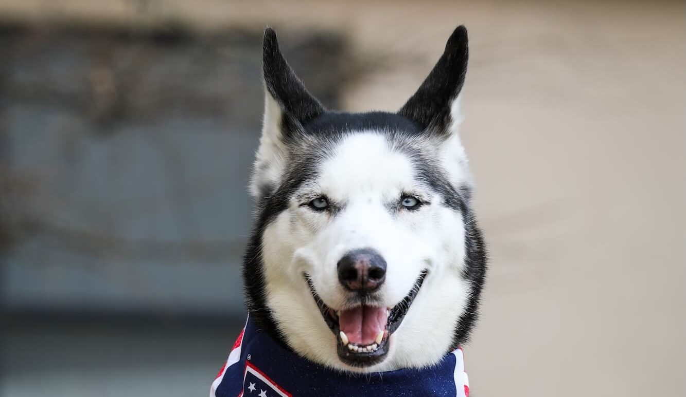 Feeding the Bond Between Service Members and Their Dogs