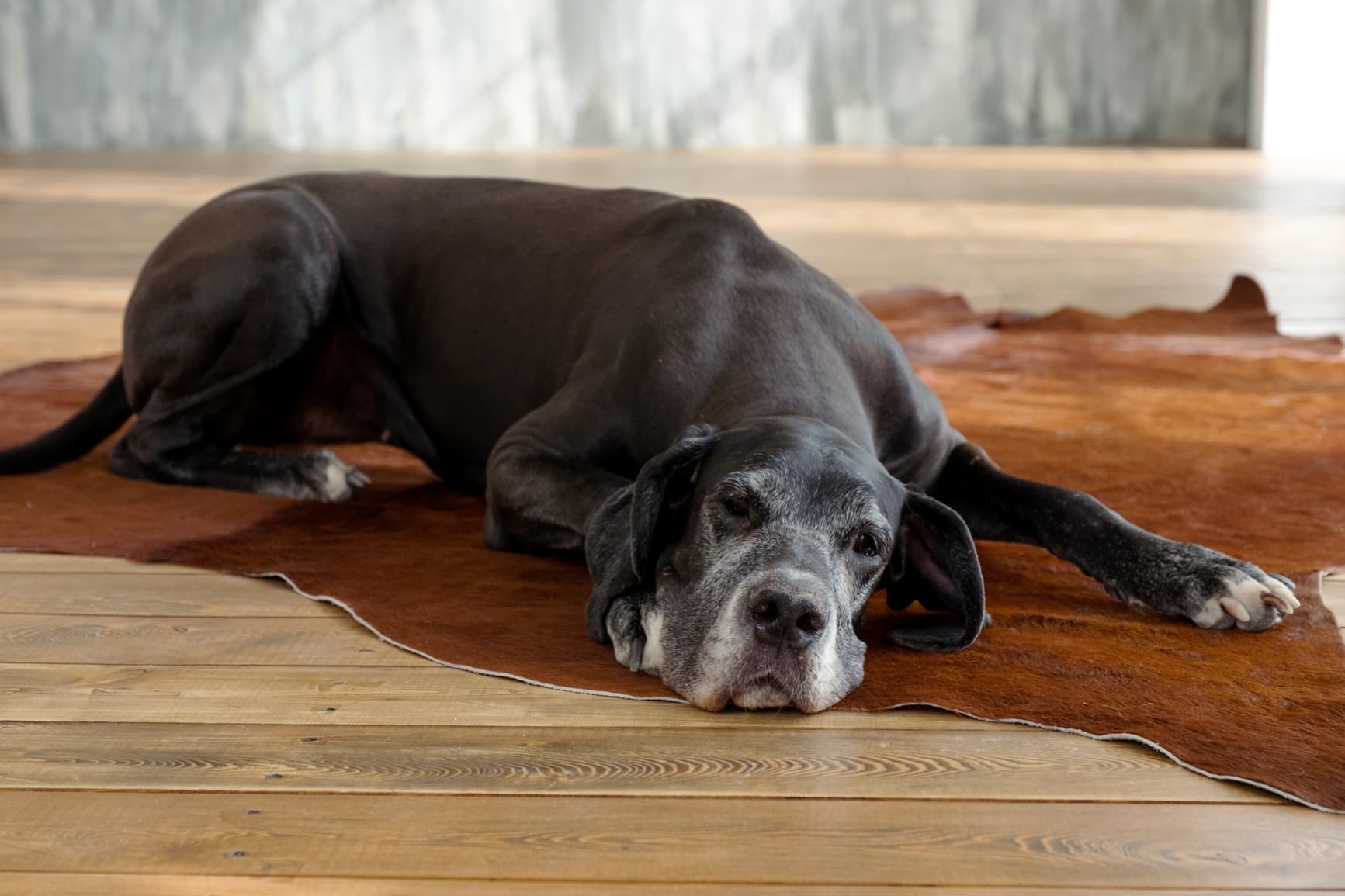 How to Help a Dog With Inflammatory Bowel Disease (IBD)
