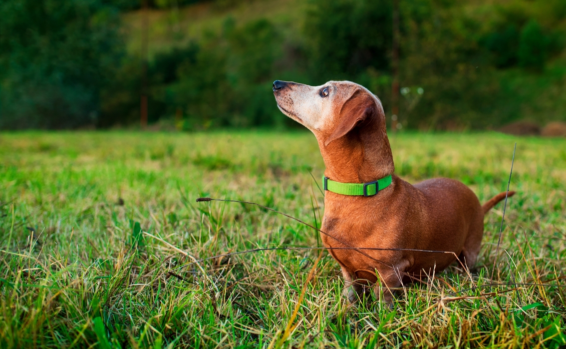 The Complete Senior Dog Care Guide